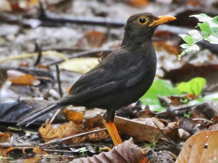 Vanikoro Island Thrush