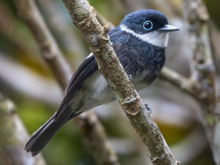 Ward's Flycatcher