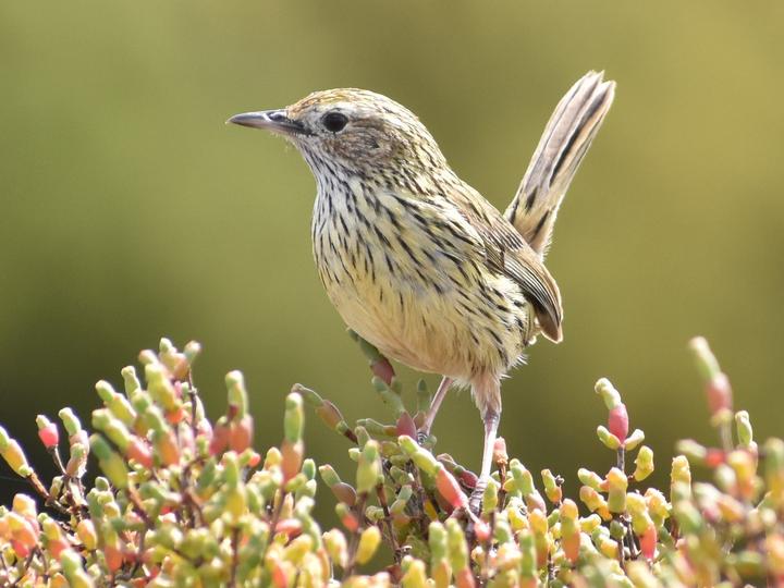 Striated Fieldwren