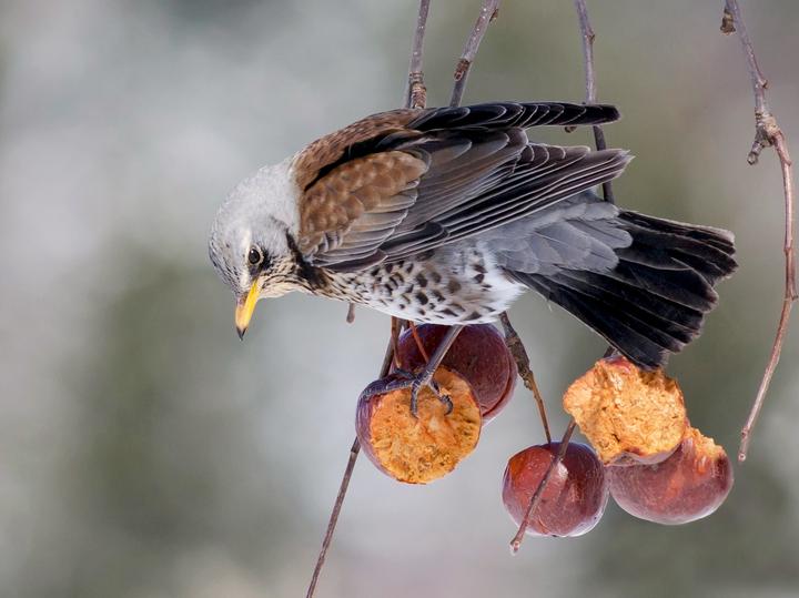 Fieldfare