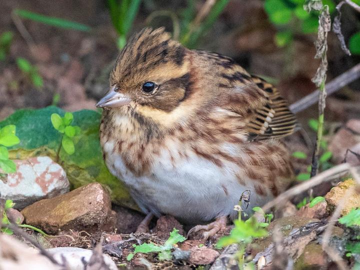 Rustic Bunting