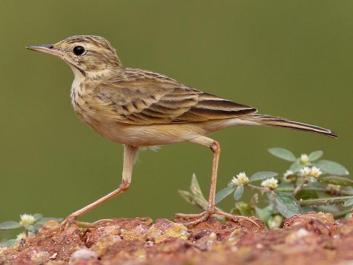 Paddyfield Pipit