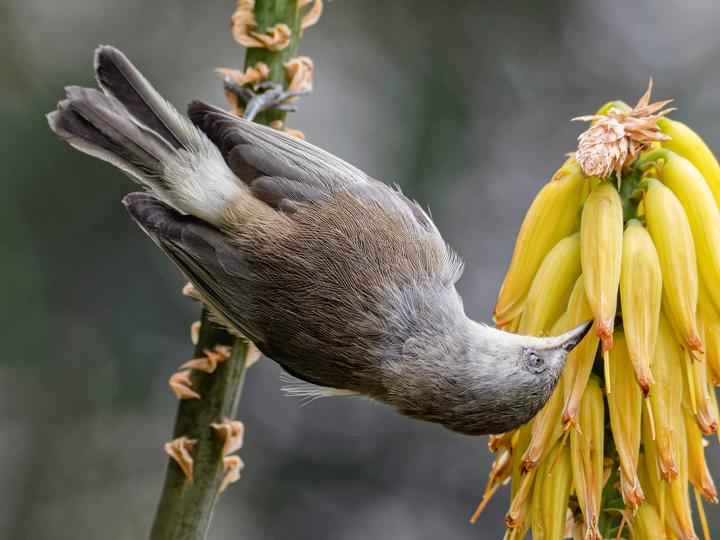 Reunion Grey White-eye