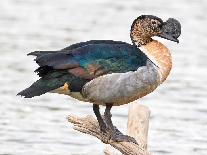 Knob-billed Duck