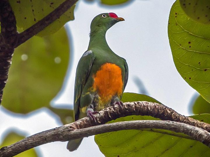 Knob-billed Fruit Dove
