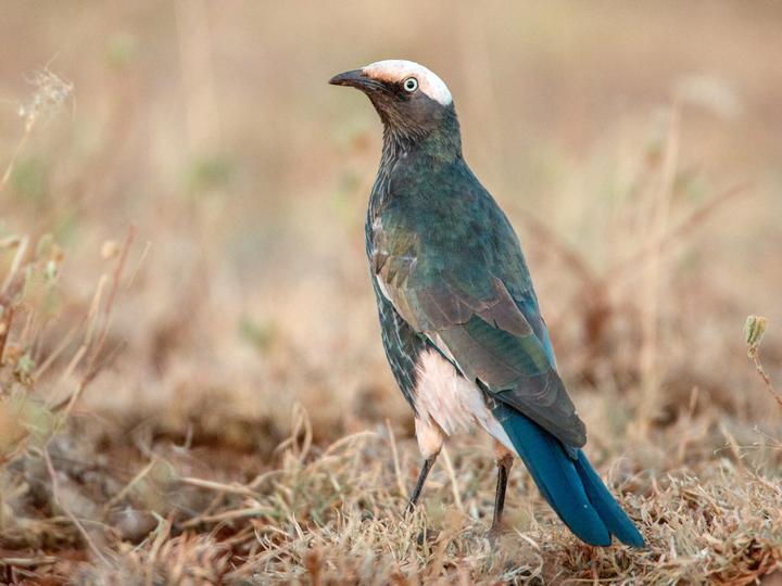 White-crowned Starling
