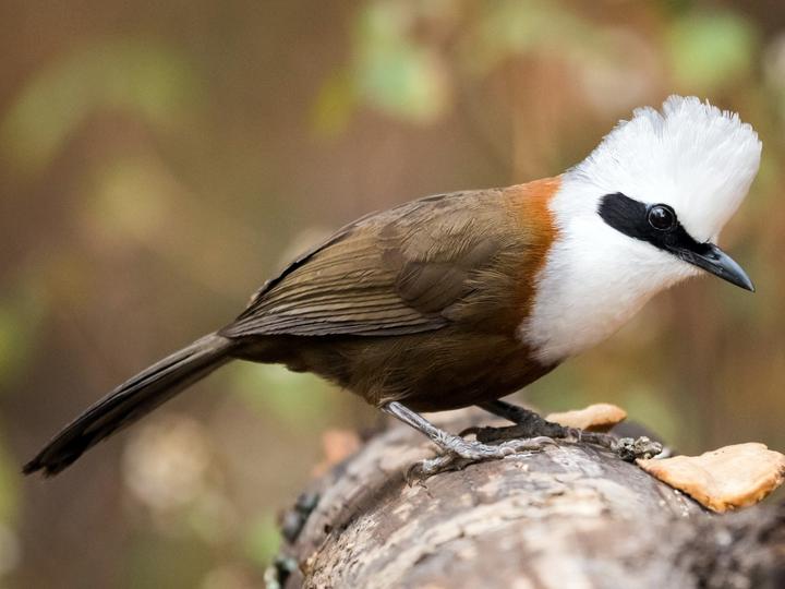 White-crested Laughingthrush