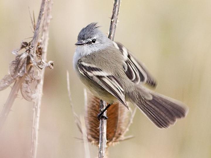 White-crested Tyrannulet