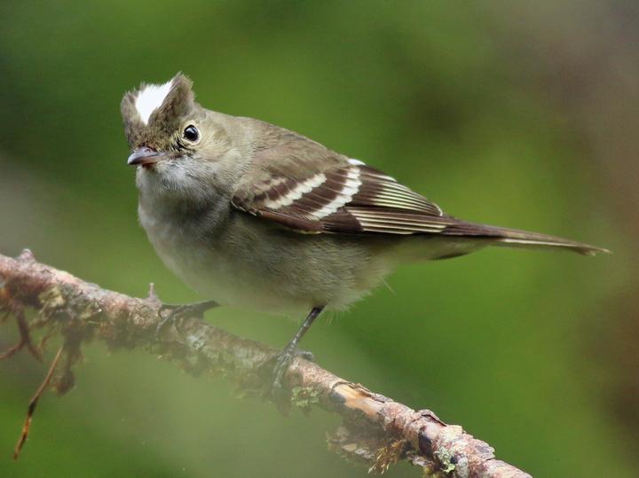 White-crested Elaenia