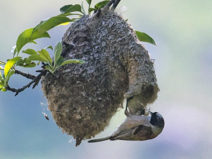 White-crowned Penduline Tit