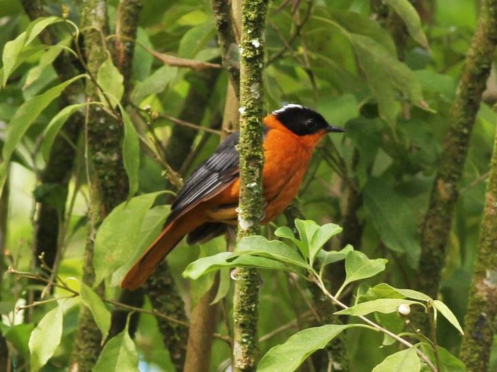 Snowy-crowned Robin-Chat