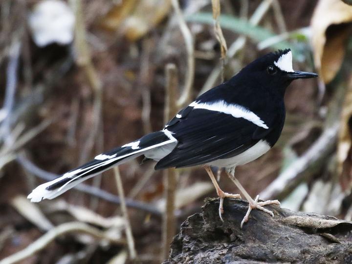 White-crowned Forktail