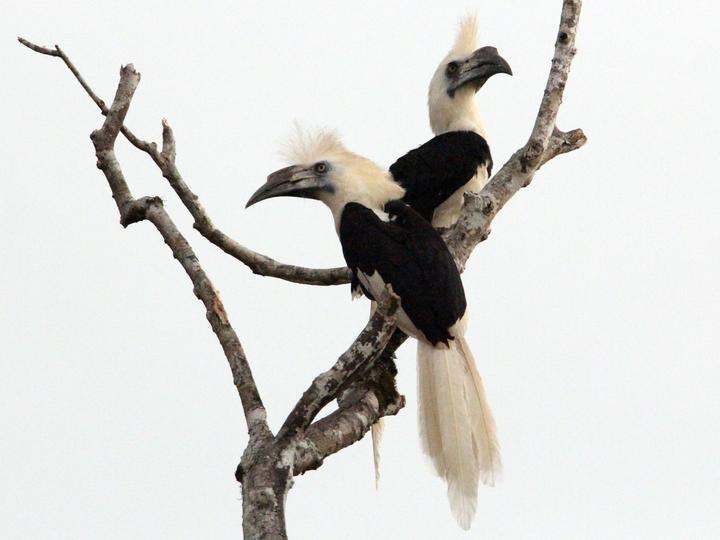 White-crowned Hornbill