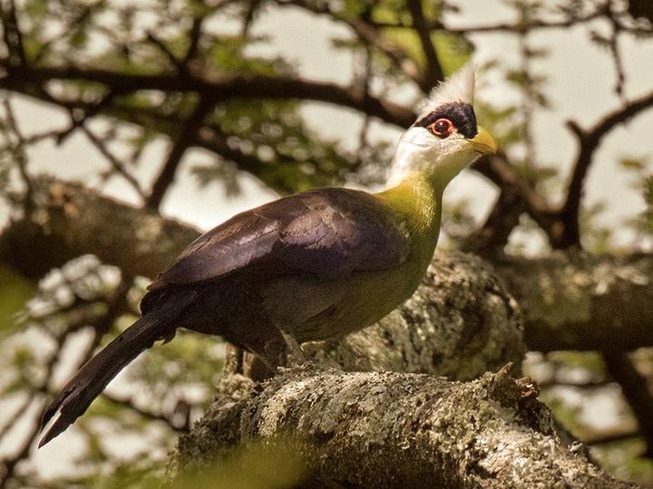 White-crested Turaco