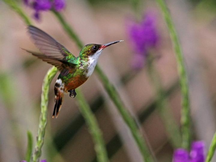 White-crested Coquette