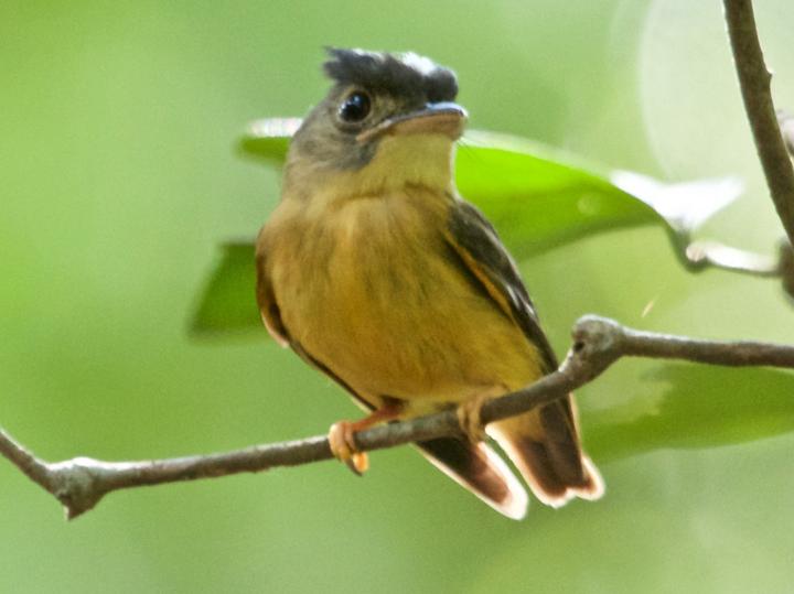 White-crested Spadebill