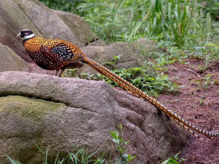 Reeves's Pheasant