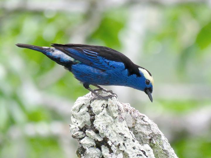 Opal-crowned Tanager