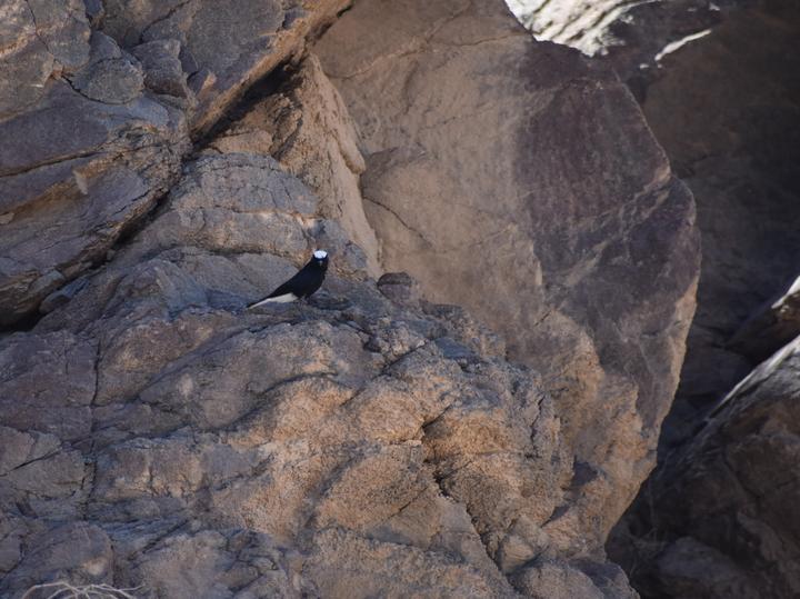 White-crowned Wheatear