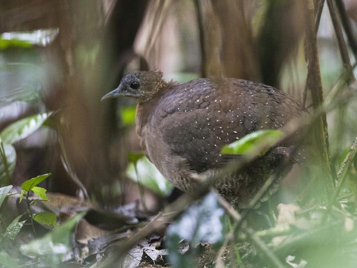 White-throated Tinamou