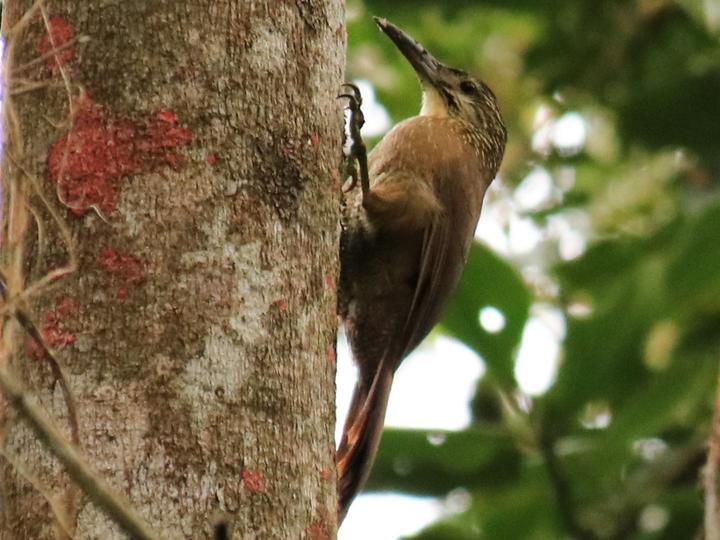 White-throated Woodcreeper