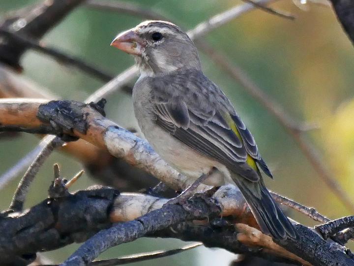 White-throated Canary