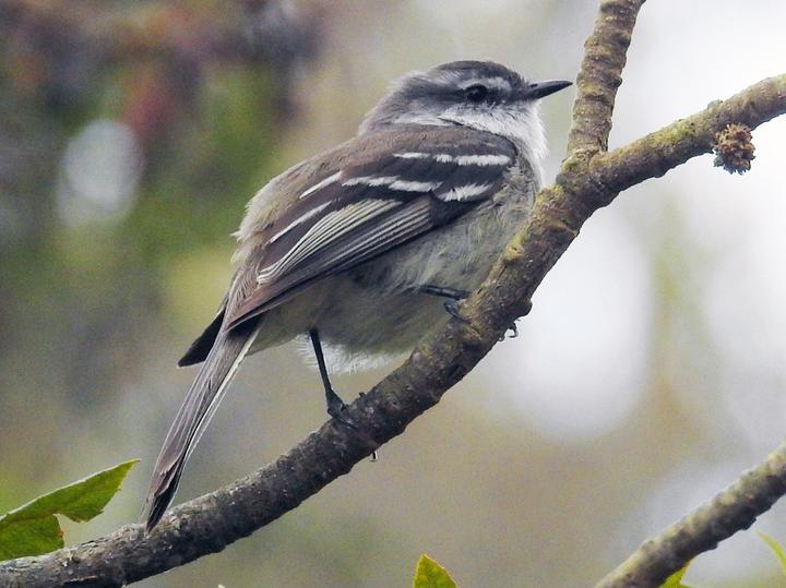 White-throated Tyrannulet