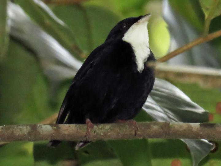 White-throated Manakin