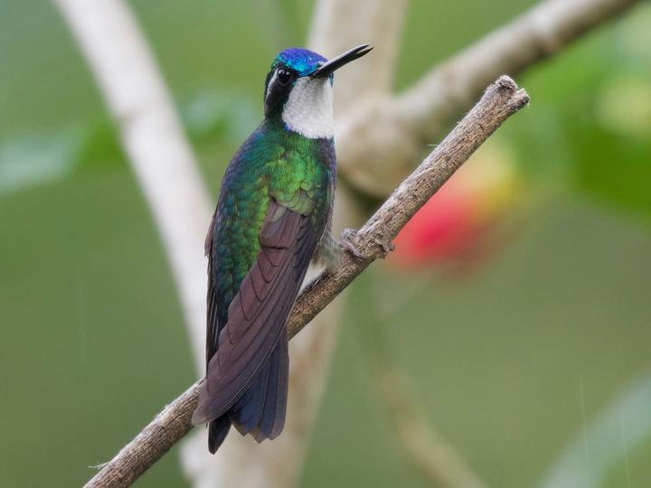 White-throated Mountaingem