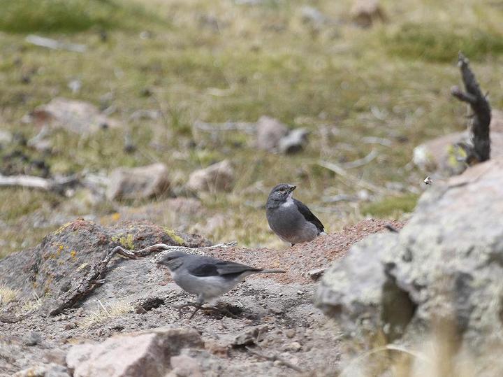 White-throated Sierra Finch