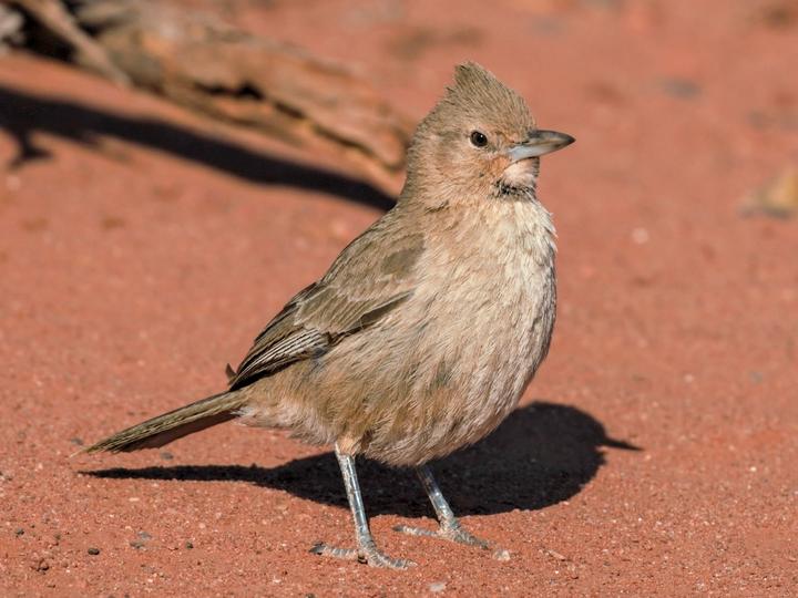 White-throated Cacholote