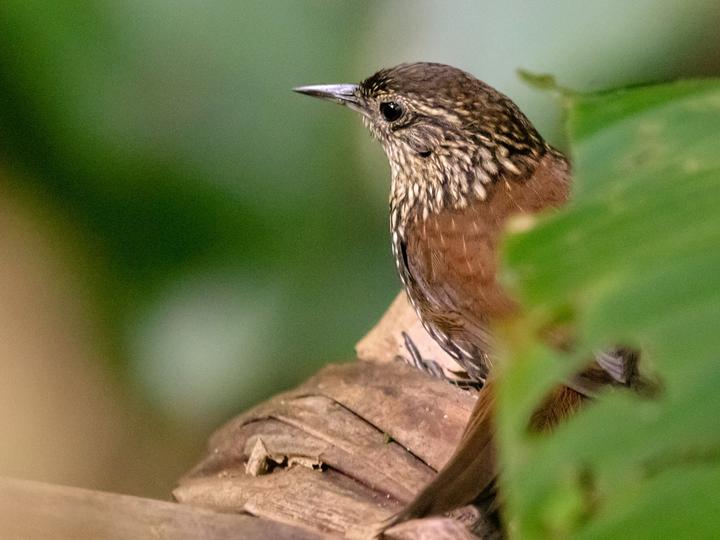 White-throated Barbtail