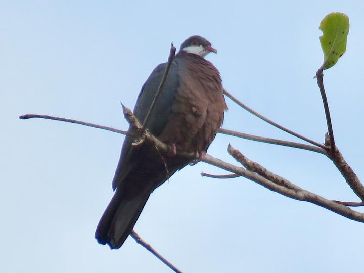Metallic Pigeon