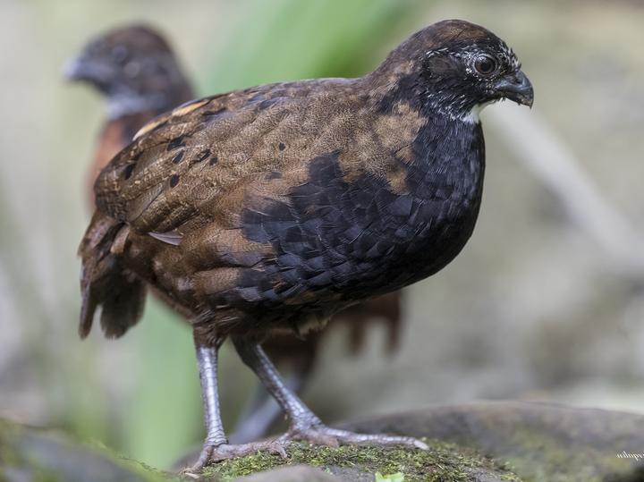 Black-breasted Wood Quail