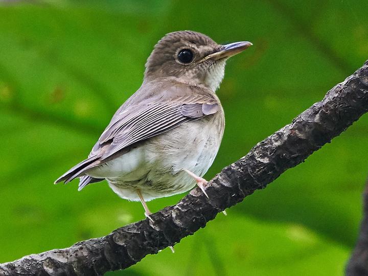 Brown-chested Jungle Flycatcher