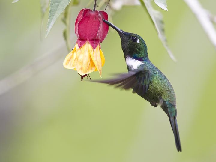 White-throated Daggerbill