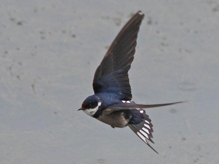 White-throated Swallow