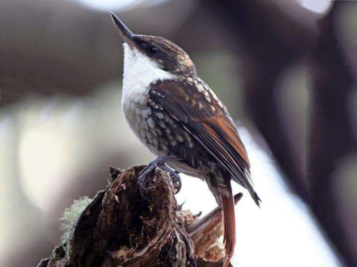 White-throated Treerunner