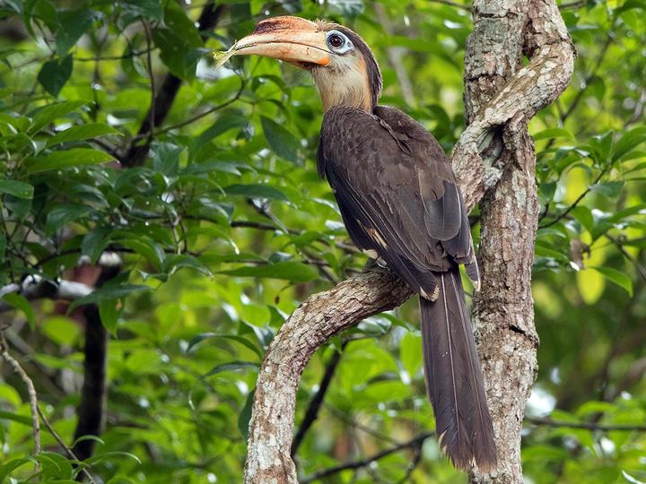 Austen's Brown Hornbill