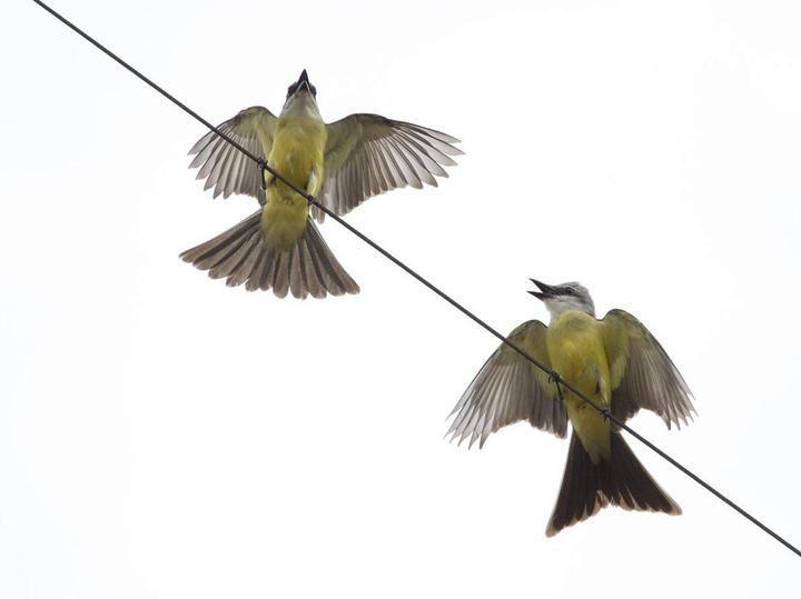 White-throated Kingbird