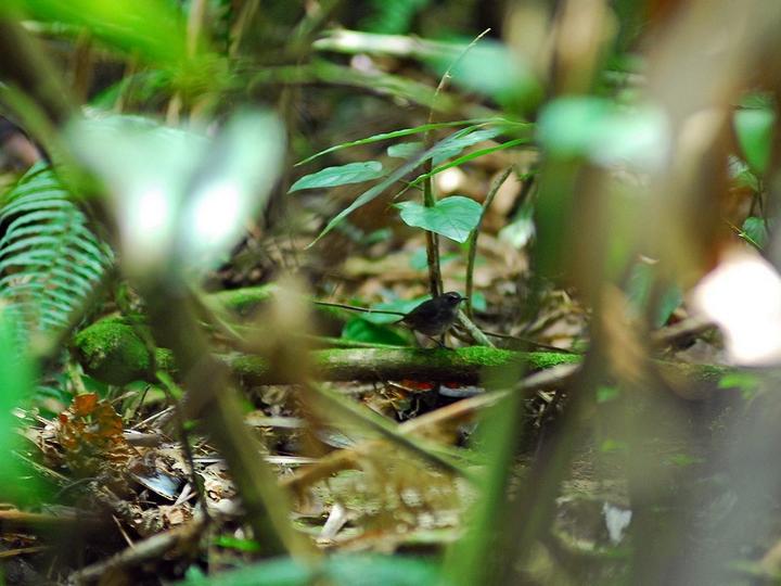 Lesser Shortwing