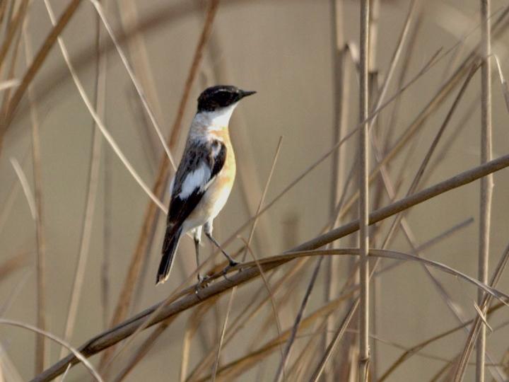 White-throated Bush Chat