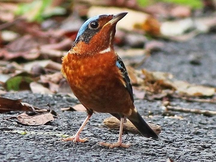 White-throated Rock Thrush