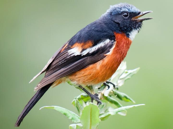 White-throated Redstart