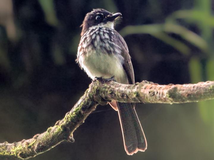 White-gorgeted Fantail