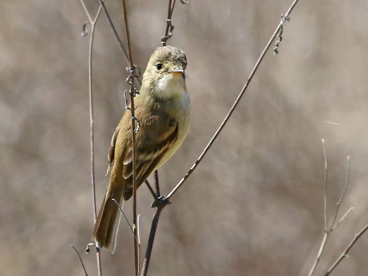 White-throated Flycatcher