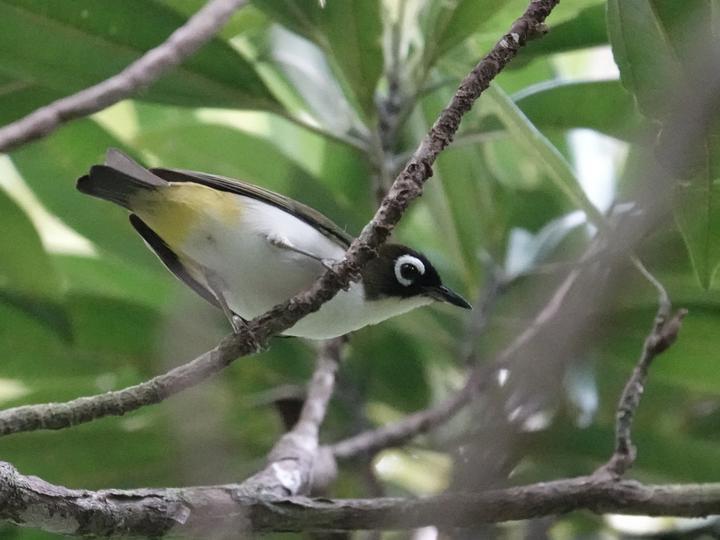 Tagula White-eye