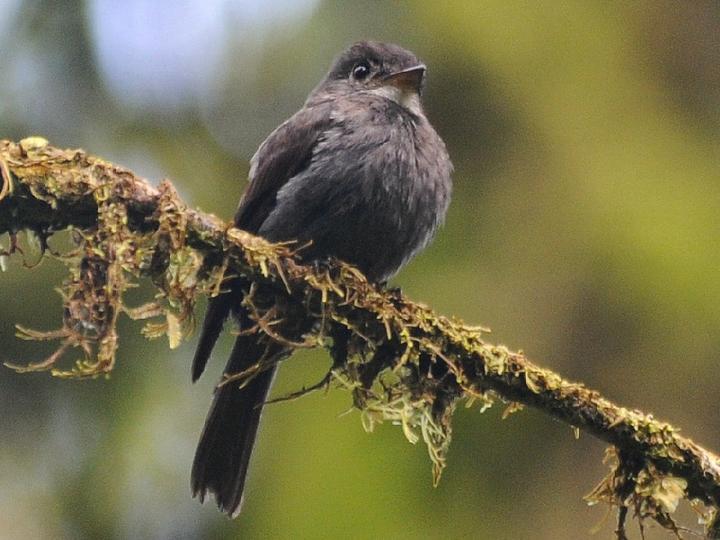 White-throated Pewee