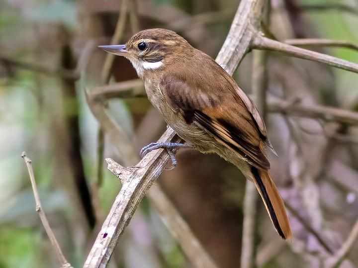 Atlantic Plain Xenops