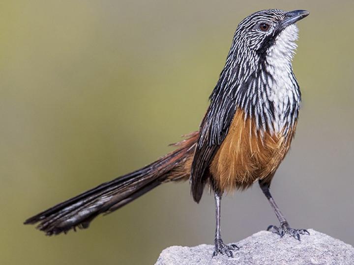 White-throated Grasswren
